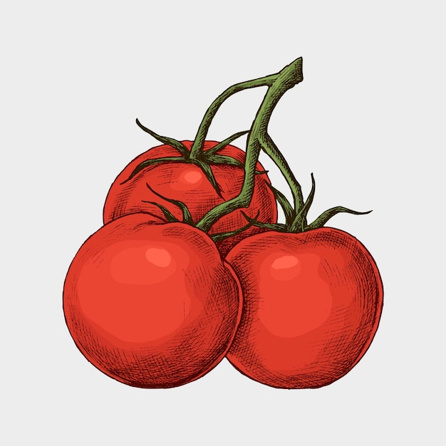 Vector gratuito tomate maduro orgánico fresco