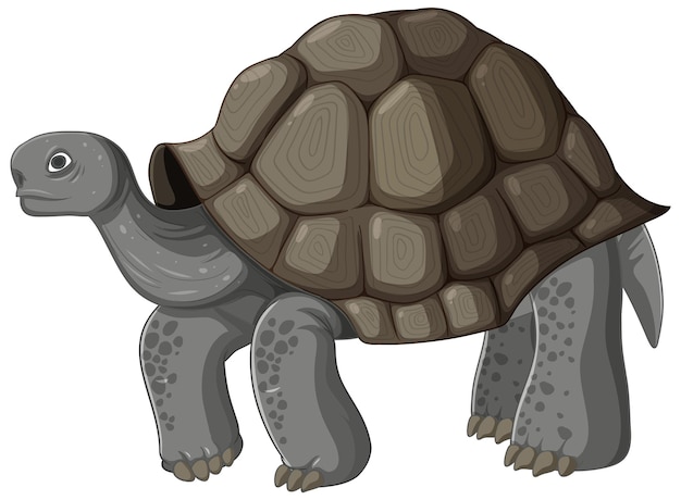 Vector gratuito la tortuga de pie sobre el fondo blanco.