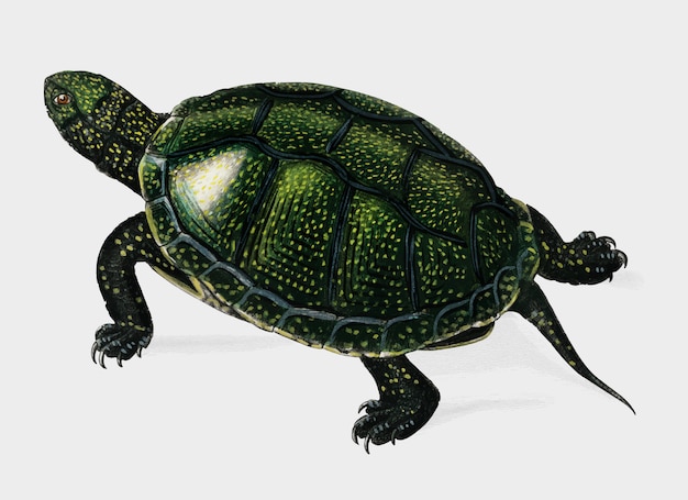 Vector gratuito tortuga