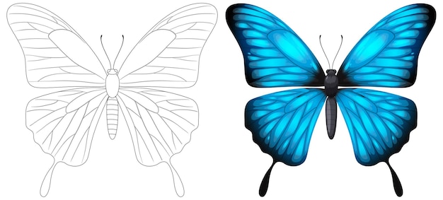 Vector gratuito la transformación de la mariposa de la línea al color