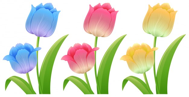 Tres colores diferentes de tulipanes.