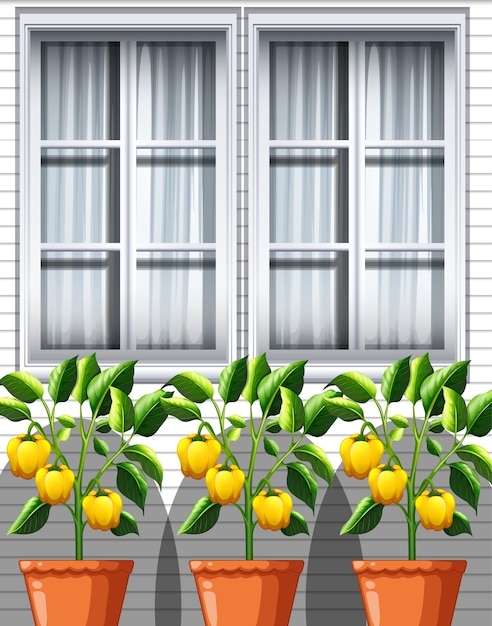 Tres plantas de pimiento amarillo en macetas en el fondo de la ventana