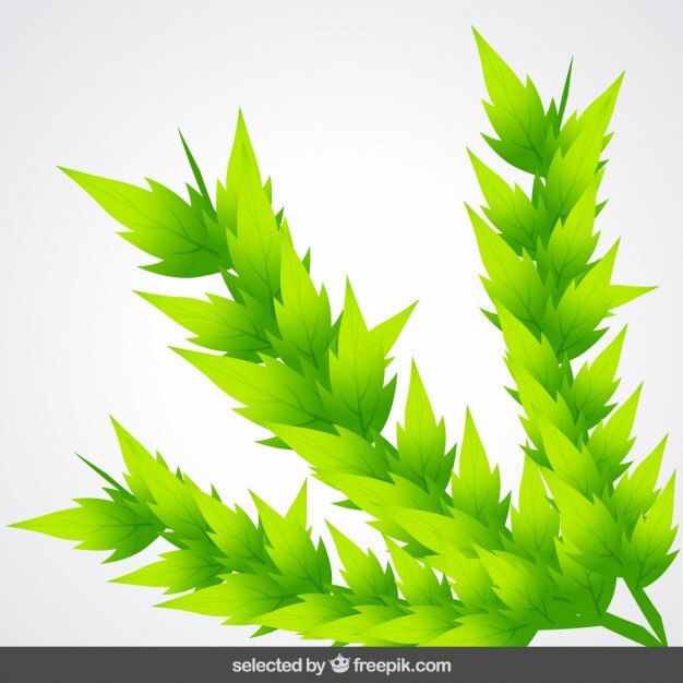 Vector gratuito tres ramas realistas