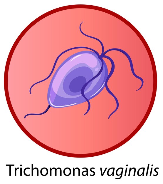 Trichomonas vaginalis sobre fondo blanco.