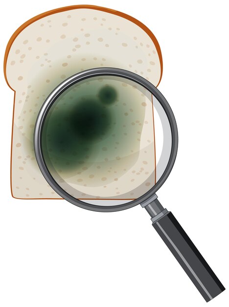 Un trozo de pan con moho