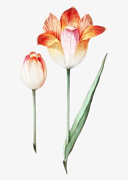 Tulipán en estilo vintage