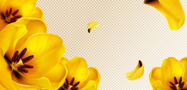 Tulipanes amarillos, pétalos voladores sobre fondo transparente con espacio para copiar texto.