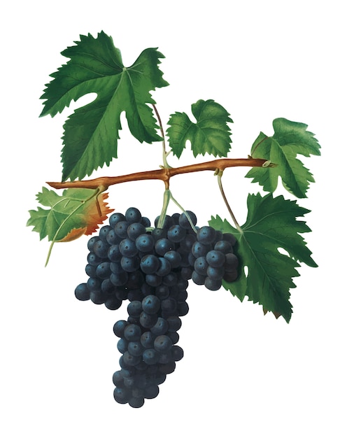 Uvas Lacrima De La Ilustración De Pomona Italiana