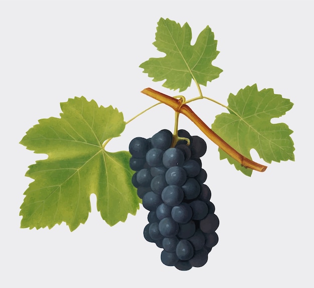 Uvas san colombano de la ilustración de pomona italiana