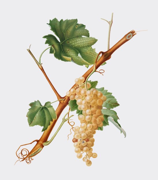 Uvas Vermentino de la ilustración de Pomona Italiana.