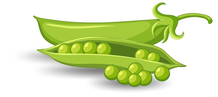 Vector gratuito vaina de guisantes verdes sobre fondo blanco.