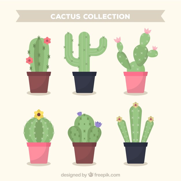 Variedad adorable de cactus coloridos