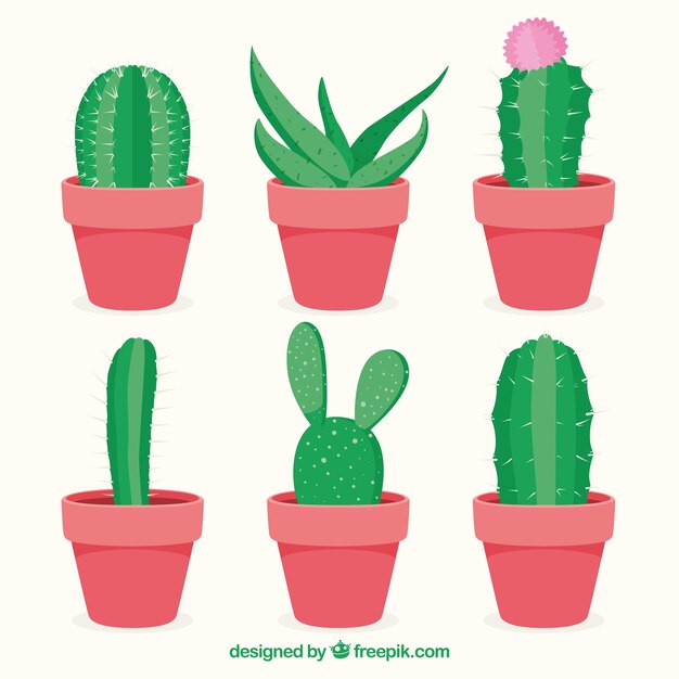 Variedad básica de cactus con diseño plano