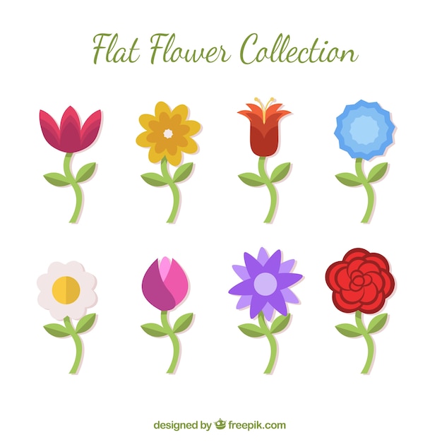 Variedad de flores de colores