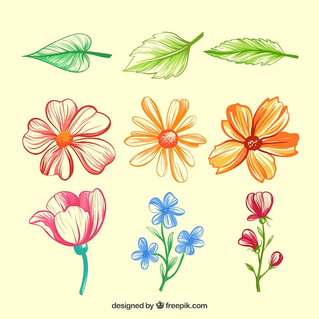 Vector gratuito variedad de flores y hojas dibujadas a mano