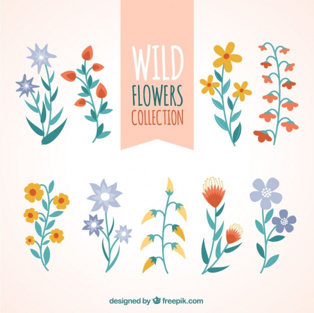 Variedad de flores salvajes dibujadas a mano