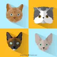 Vector gratuito variedad de gatos