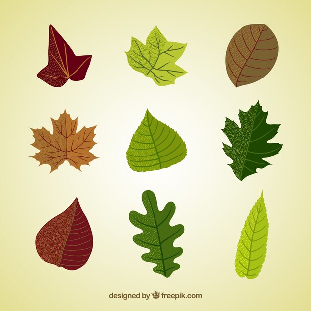 Variedad de hojas naturales