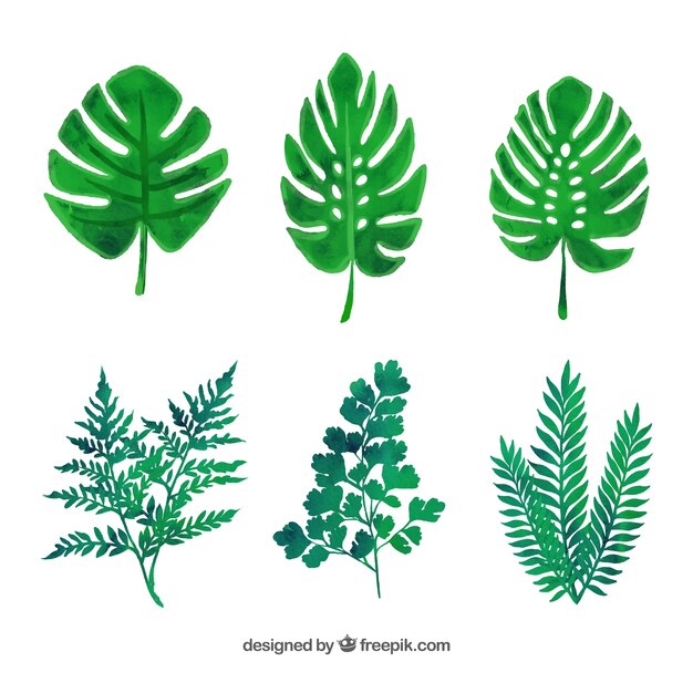 Variedad de hojas verdes