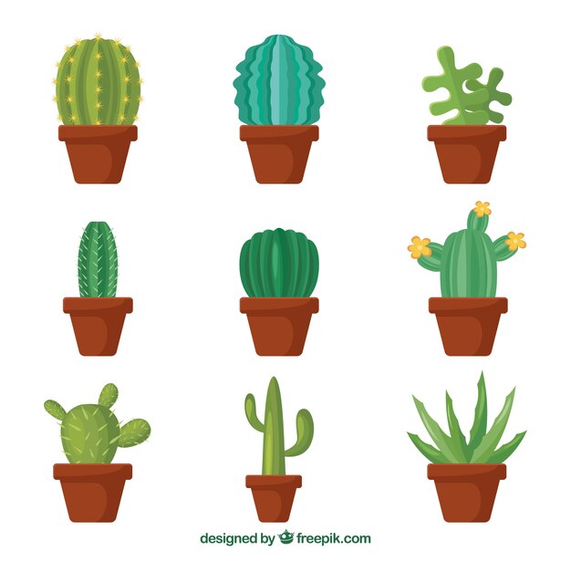 Variedad original con cactus planos