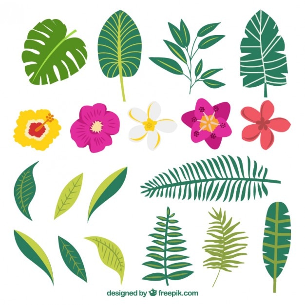 Variedad de plantas y flores exóticas dibujadas a mano