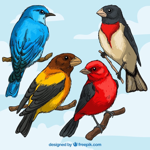 Vector gratuito variedad de razas de aves