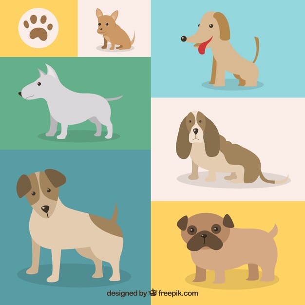 Variedad de razas de perros