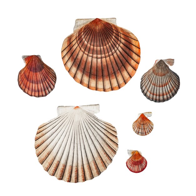 Variedades de almejas
