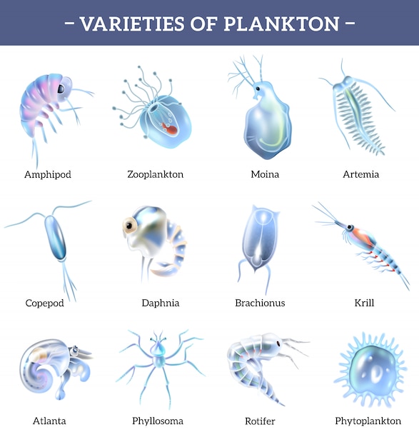 Variedades de iconos aislados de plancton con ilustración de dibujos animados de explicación de texto
