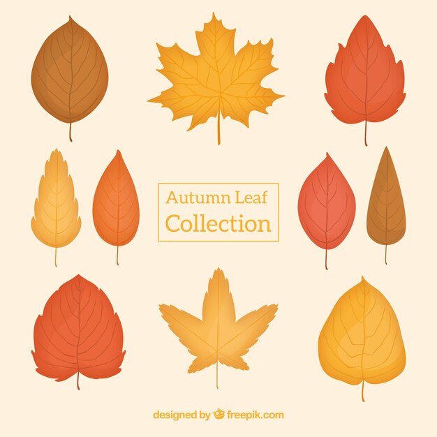 Varios hojas de otoño dibujadas a mano 