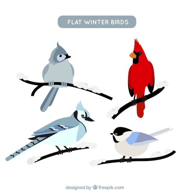 Varios pájaros de plumaje elegante