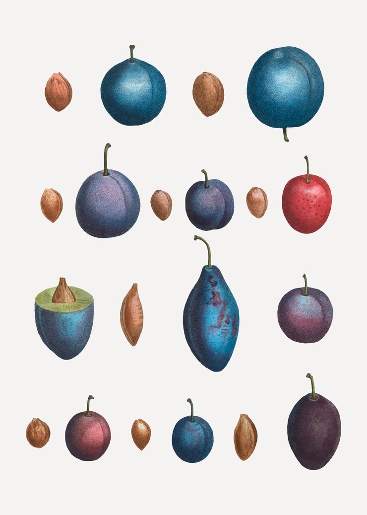 Vector gratuito varios tipos de ciruelas