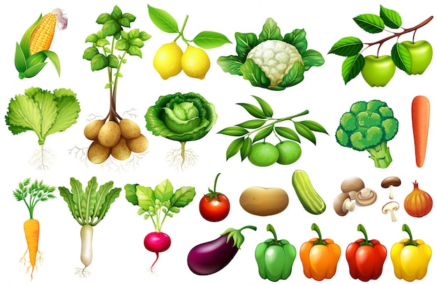 Varios tipos de ilustración de verduras