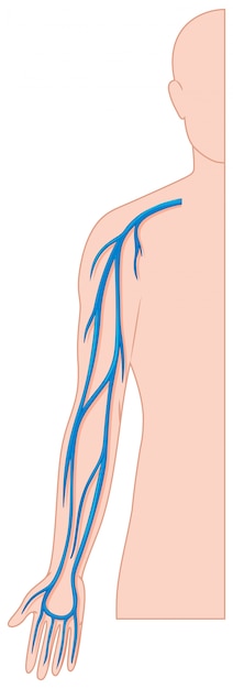 Vasos sanguíneos de la mano en el cuerpo humano