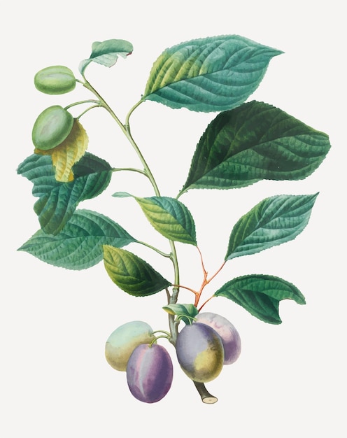 Vector gratuito vector de ciruelas pasas con hojas, remezclado de obras de arte de henri-louis duhamel du monceau