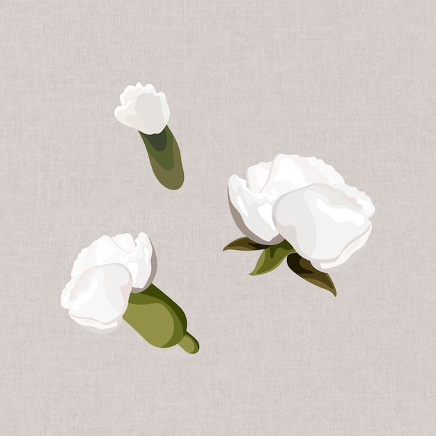Vector de colección de elementos de diseño de clavel blanco floreciente