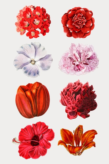 Vector de colección de flores florecientes coloridas