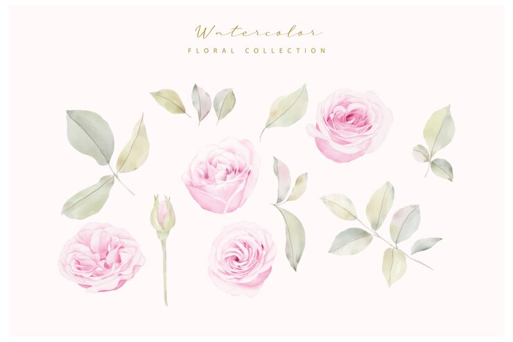 Vector gratuito vector de colección de flores rosas acuarela