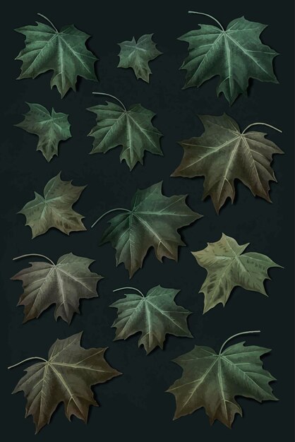 Vector de colección de hoja de arce verde dibujado a mano
