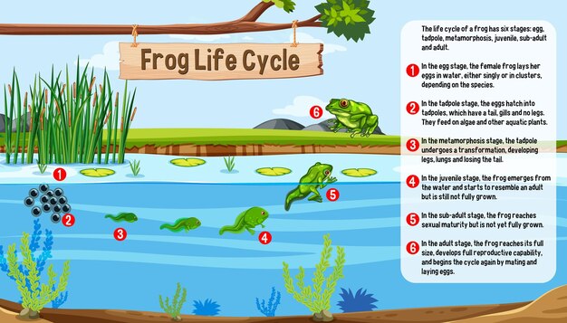 Vector de concepto de ciclo de vida de rana