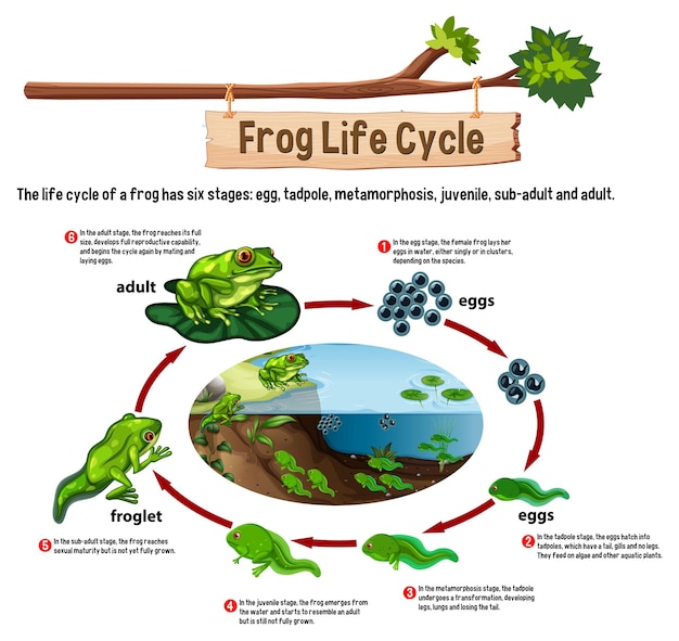 Vector gratuito vector de concepto de ciclo de vida de rana