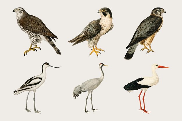 Vector conjunto de aves y halcones mixtos dibujados a mano