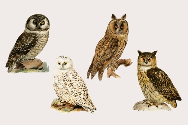 Vector conjunto de dibujado a mano de aves búho mixto