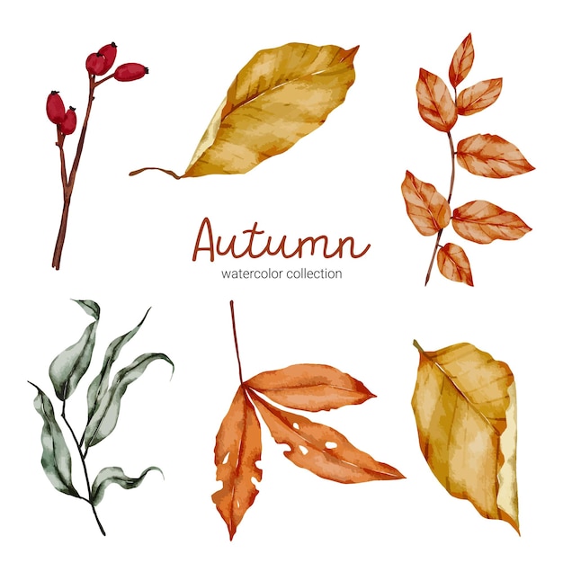 Vector conjunto de elementos de la naturaleza de la hoja de otoño en un estilo acuarela. Conjunto de diseño de objeto de licencia de otoño en acuarela combinado con mancha pintada a mano. hojas botánicas acuarela pintura a mano.