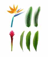 Vector gratuito vector conjunto de plantas tropicales ave del paraíso flor o strelitzia reginae y alpinia purpurata con hojas aisladas sobre fondo blanco