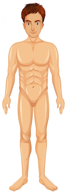 Vector gratuito un vector del cuerpo del hombre