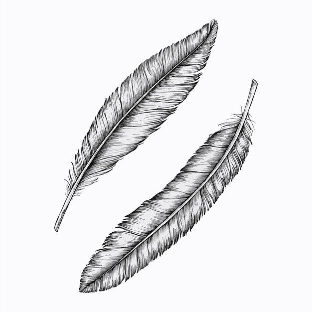 Pluma De Aves. Silueta De Plumas Negras Para Conjunto De Vectores De  Logotipo Ilustración del Vector - Ilustración de icono, vuelo: 229829607