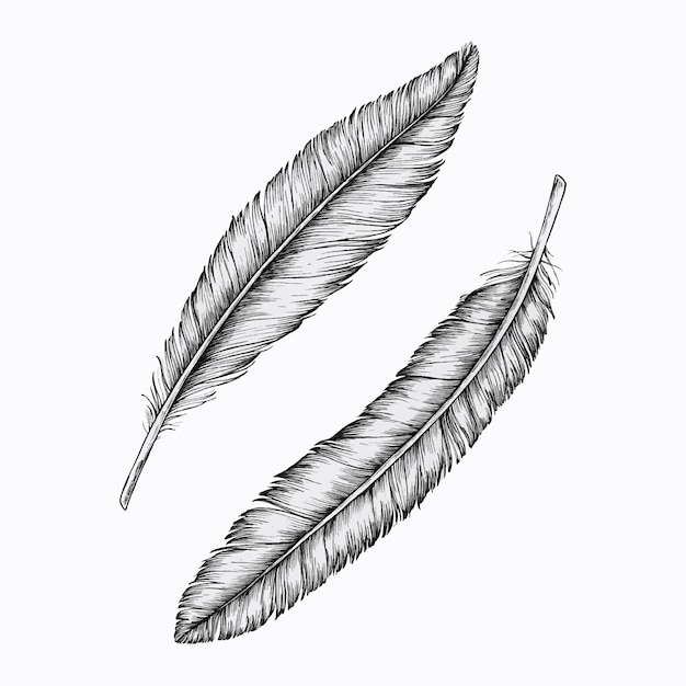 Vector de dos plumas dibujadas a mano