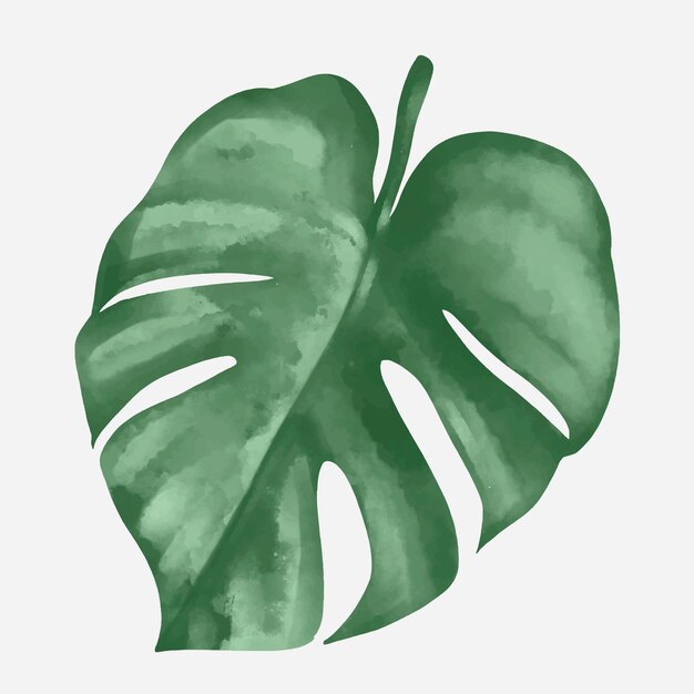 Vector de elemento de hoja de planta Monstera