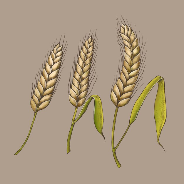 Vector de espigas de trigo orgánico crudo